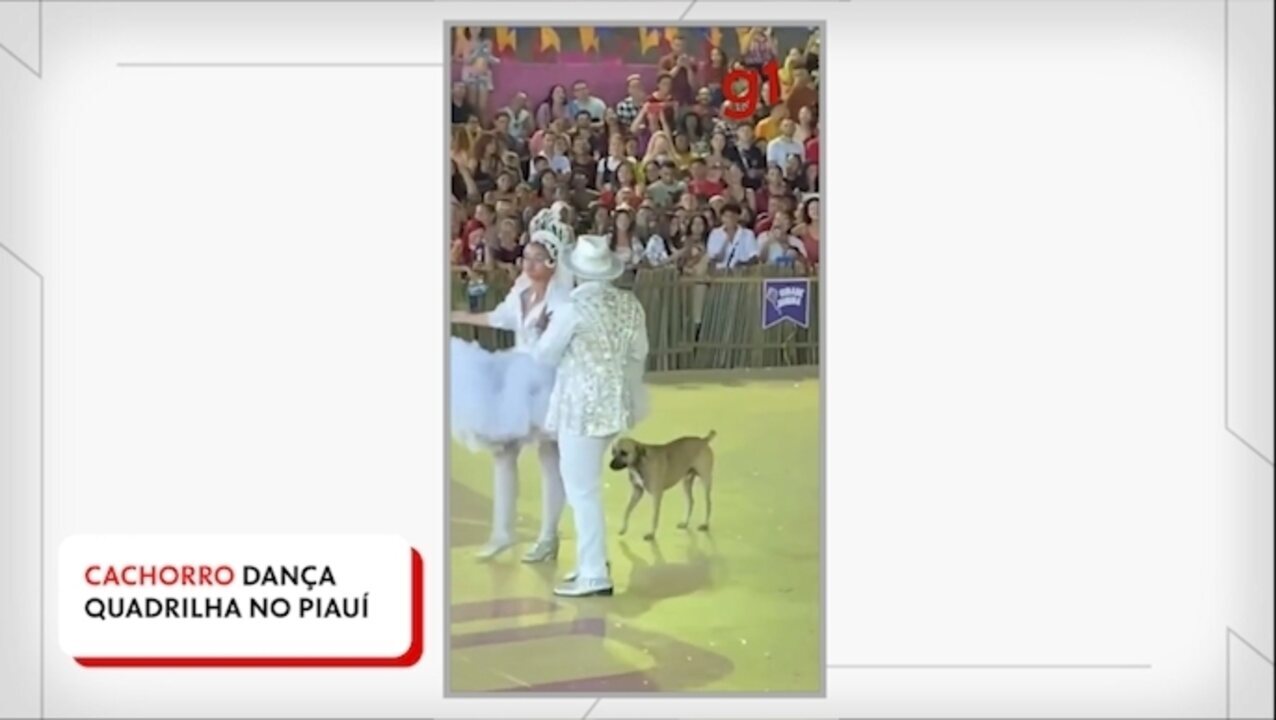 Vídeo de cachorro caramelo 'arrasando' em festa junina viraliza e web se derrete: 'Mais brasileiro impossível'