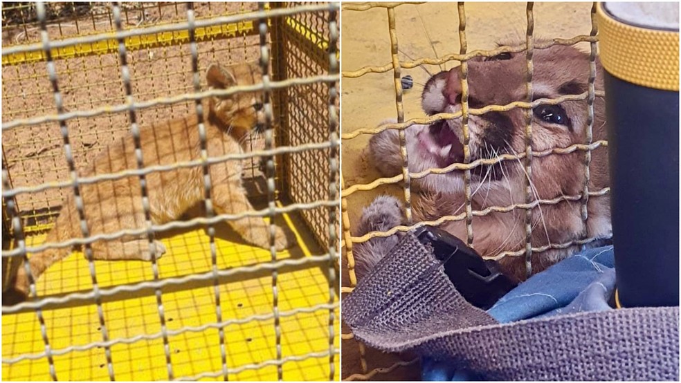 Imagem ilustrativa sobre Filhote de onça-parda invade casa em Itaí e é resgatado por autoridades