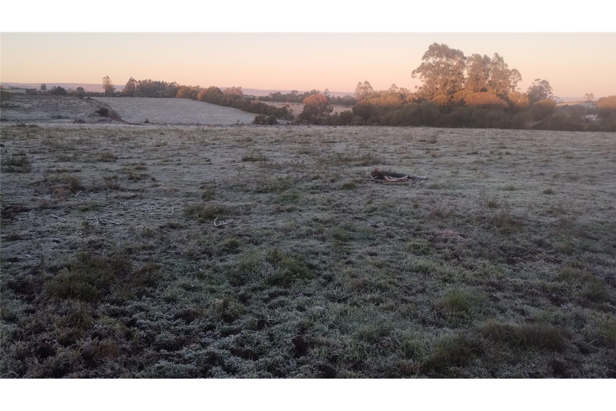Imagem ilustrativa sobre Frio que não dá trégua: canola em alta e Sete Mares abre a temporada de inverno