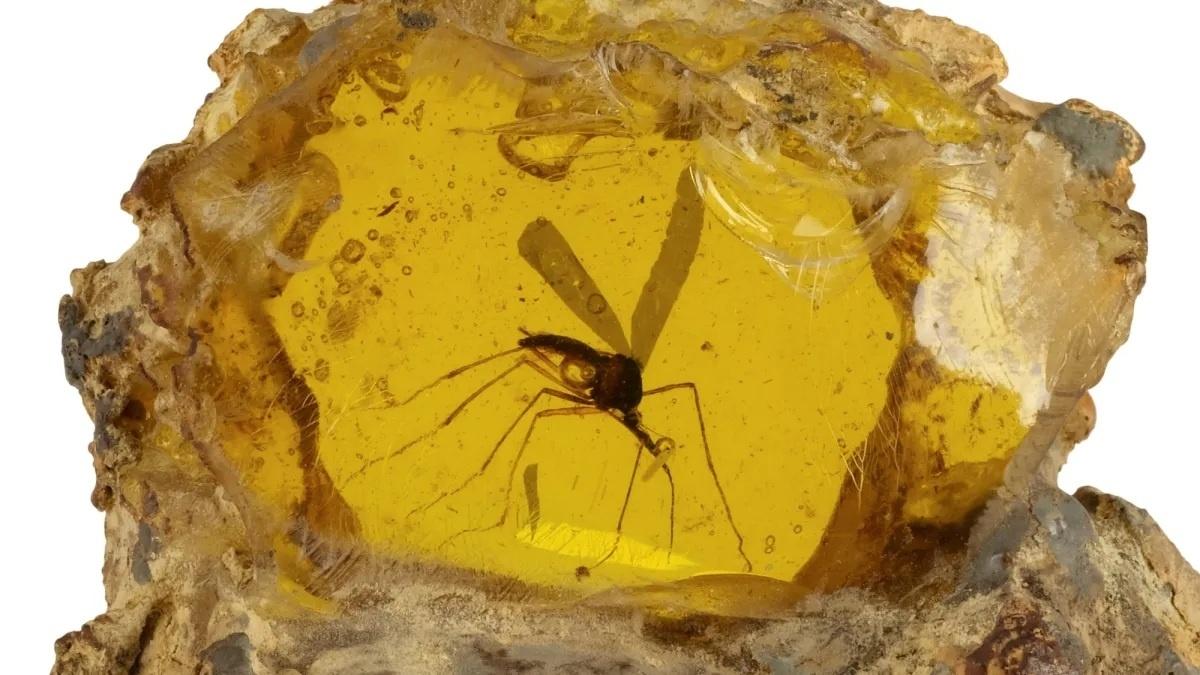 Imagem ilustrativa sobre Fósil de mosquito de ‘Jurassic Park’ chega aos 2,1 milhões de reais em grande leilão