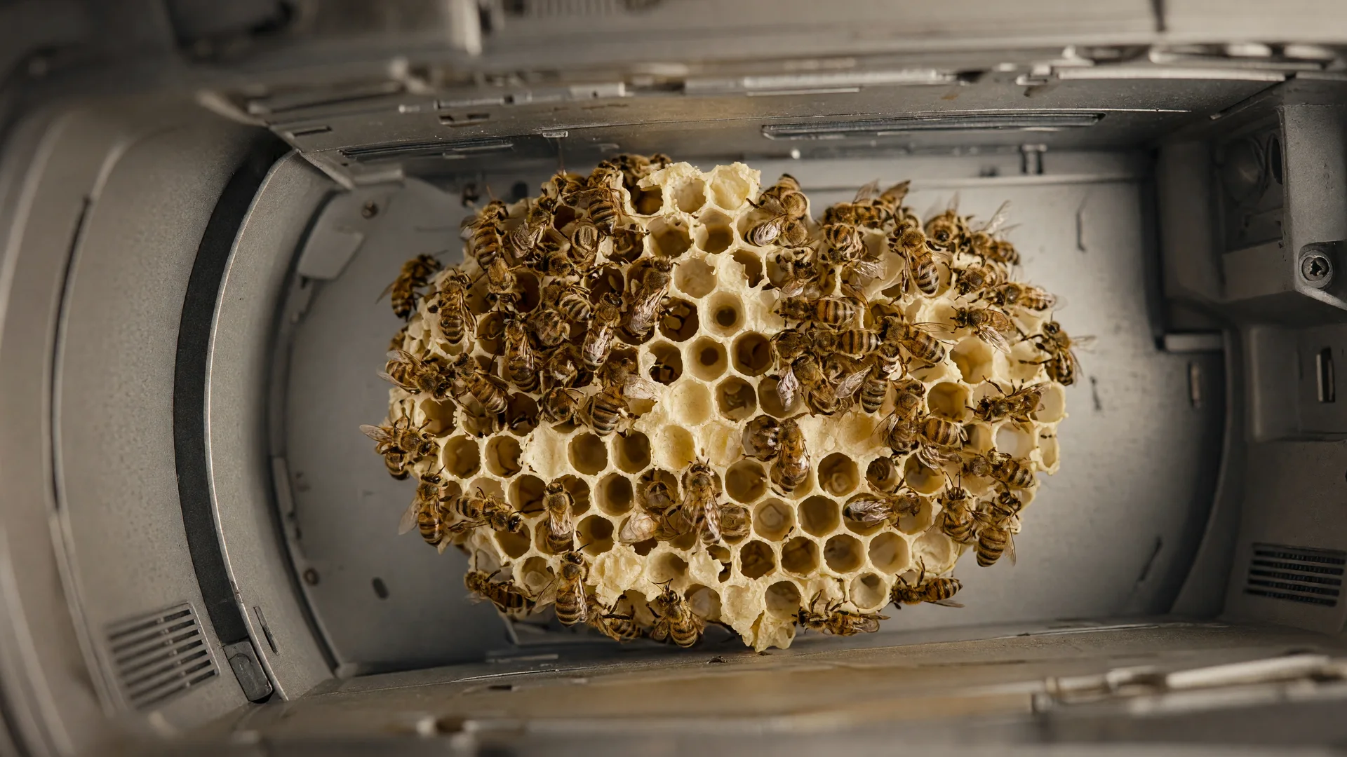 Imagem ilustrativa sobre NASA leva mais de 3 mil abelhas ao espaço e cria colmeia em 7 dias