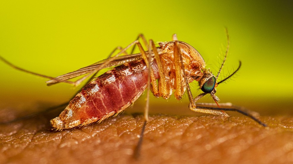 Imagem ilustrativa sobre Febre do Nilo já bateu no Brasil: 4 casos confirmados enquanto Itália registra 41 mortes