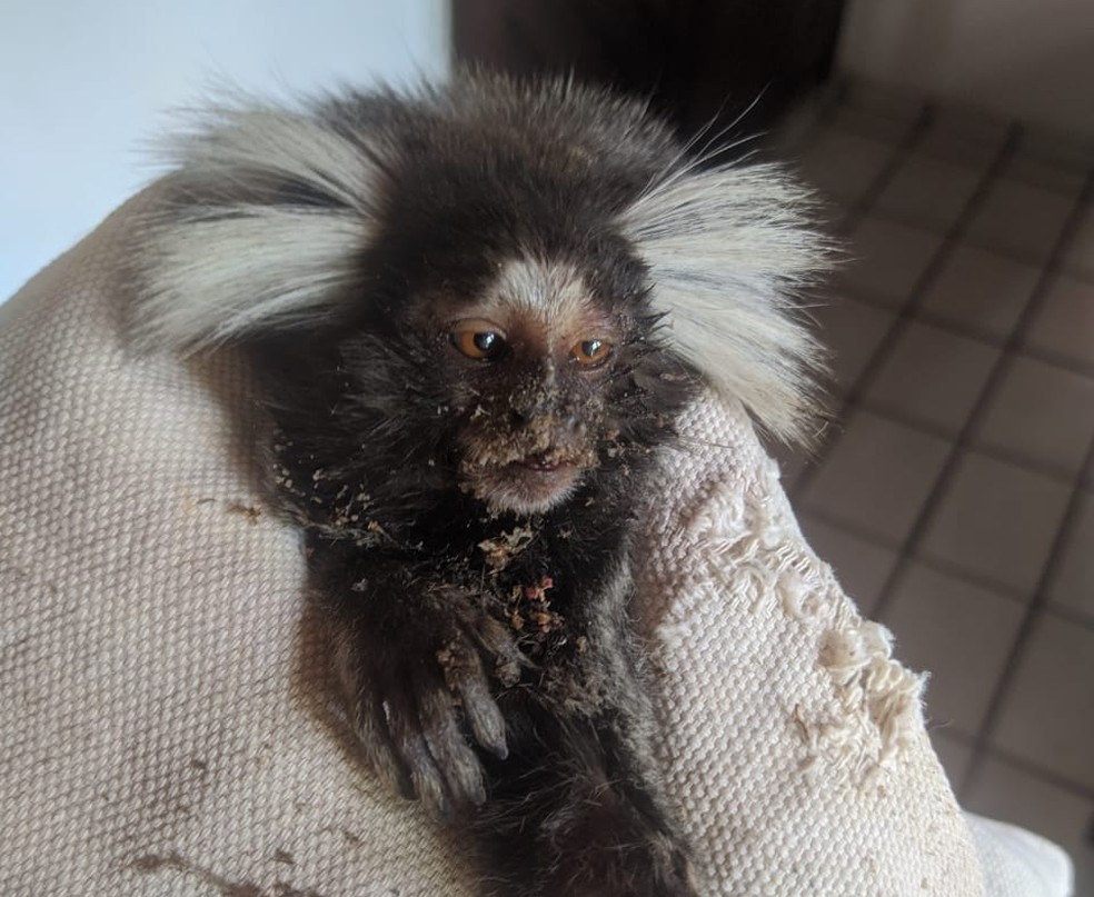 Imagem ilustrativa sobre Herói no México, morte em Teresina e sagui atropelado em Jaraguá