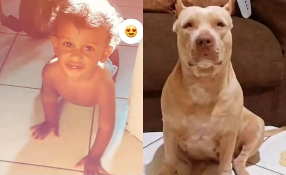 Imagem ilustrativa sobre Cachorro‑pitbull mata criança de 3 anos no Rio; raro “cachorro‑vinagre” surpreende no Pantanal