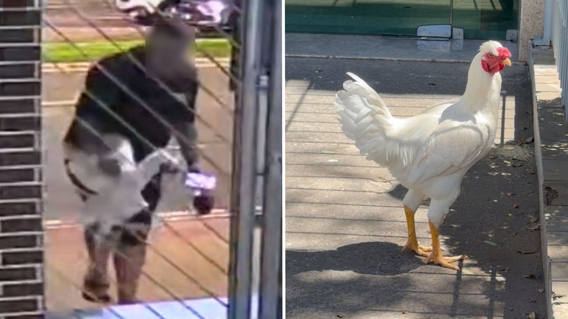 Imagem ilustrativa sobre Entregador de Vitória ‘sequestra’ galo comunitário de condomínio em vídeo que viraliza