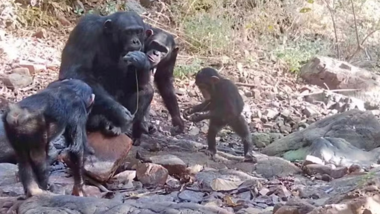 Imagem ilustrativa sobre Chimpanzés ensinam filhotes a usar ferramentas em vídeo surpreendente