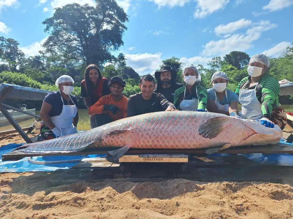 Imagem ilustrativa sobre Pirarucu de 2,46 m e quase 138 kg é capturado em reserva de Rondônia